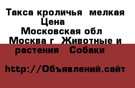 Такса кроличья (мелкая) › Цена ­ 5 000 - Московская обл., Москва г. Животные и растения » Собаки   